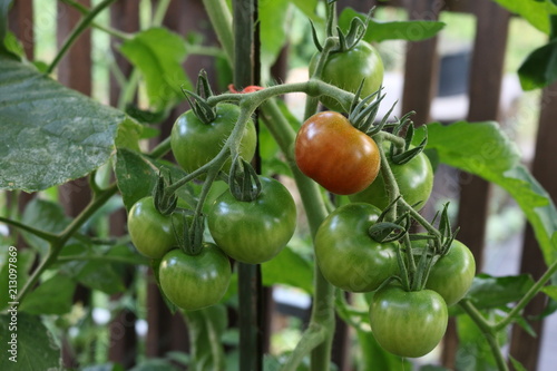 Grüne Tomaten