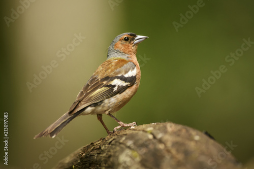 Common Chaffinch - Fringilla coelebs, beautiful colored perching bird from Old World forests.