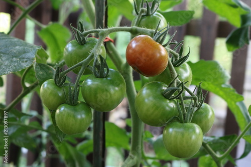 Grüne Tomaten