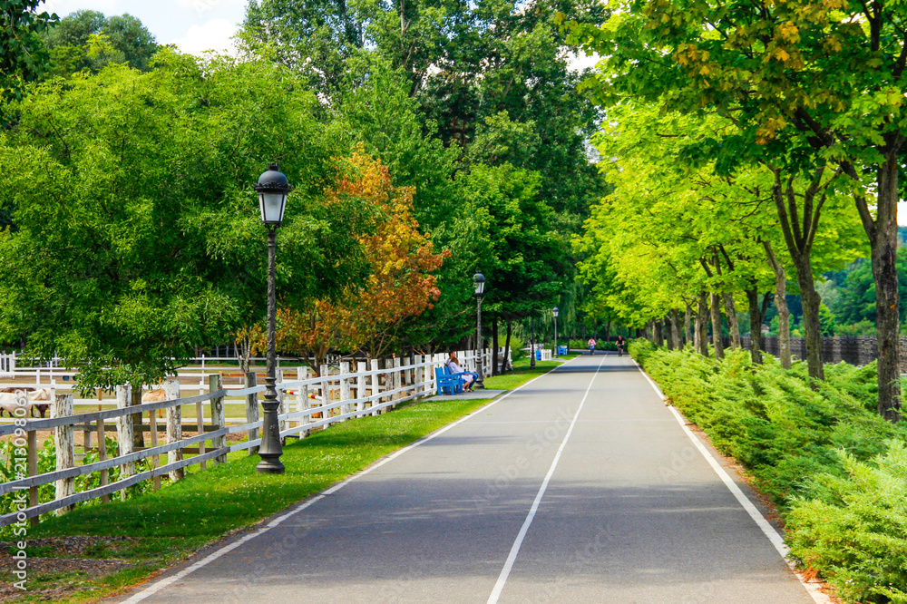 beautiful road in a summer park and benches
