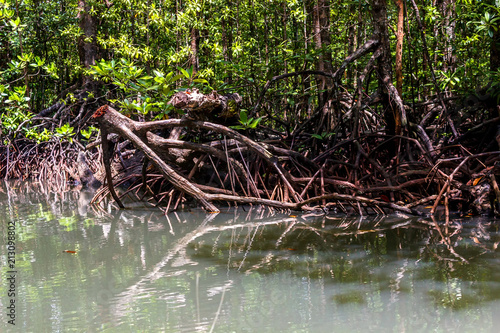 Roots of mangrove forests in the rainforest island of Palawan  Philippines.