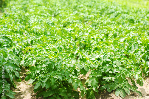 bush plant of young potato growing in the field, farming, agriculture, vegetables, eco-friendly agricultural products, agroindustry, mineral fertilizer, closeup