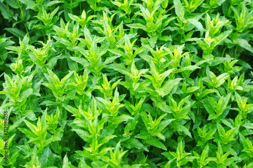 fresh green young mint in the garden  mint sprouts close-up. green bush. aromatic additive. background for design