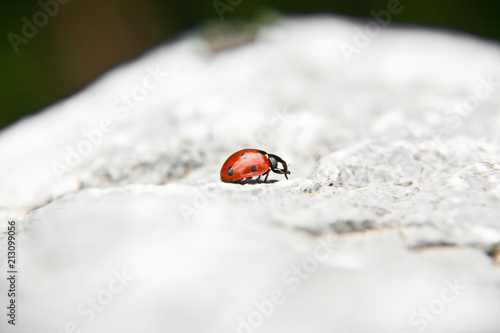 Marienkäfer auf einem Stein im Garten