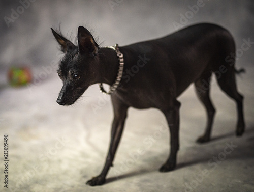 Mexican hairless dog