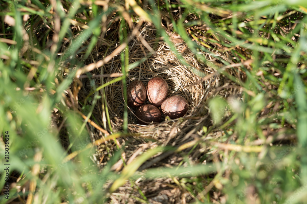 The Eggs The Eggs