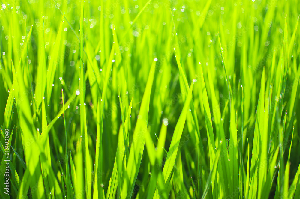 Close up of yellow green rice field. Texture of growing rice, floral background of green grass. Natural abstract soft green eco sunny background with grass and light spots dew.