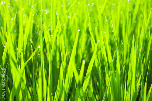 Close up of yellow green rice field. Texture of growing rice, floral background of green grass. Natural abstract soft green eco sunny background with grass and light spots dew.