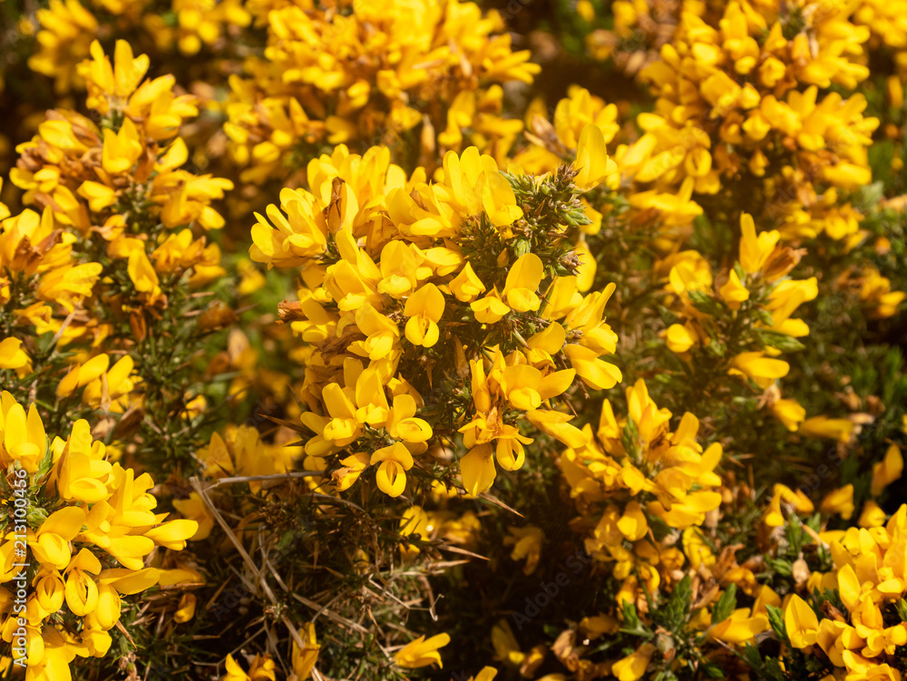 Close-up photo of a gorse bush covered in yellow flowers Close-up photo of a gorse bush covered in yellow flowers