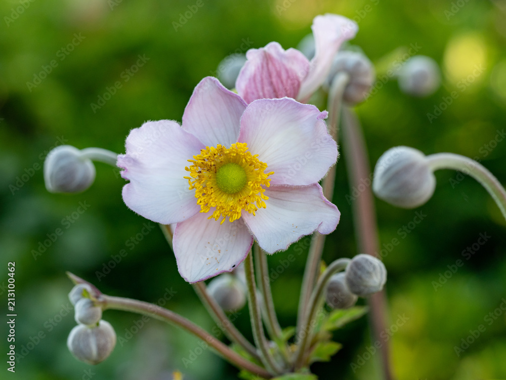 Close up photo of Japanese anemone (Anemone hupehensis) flower Close up photo of Japanese anemone (Anemone hupehensis) flower