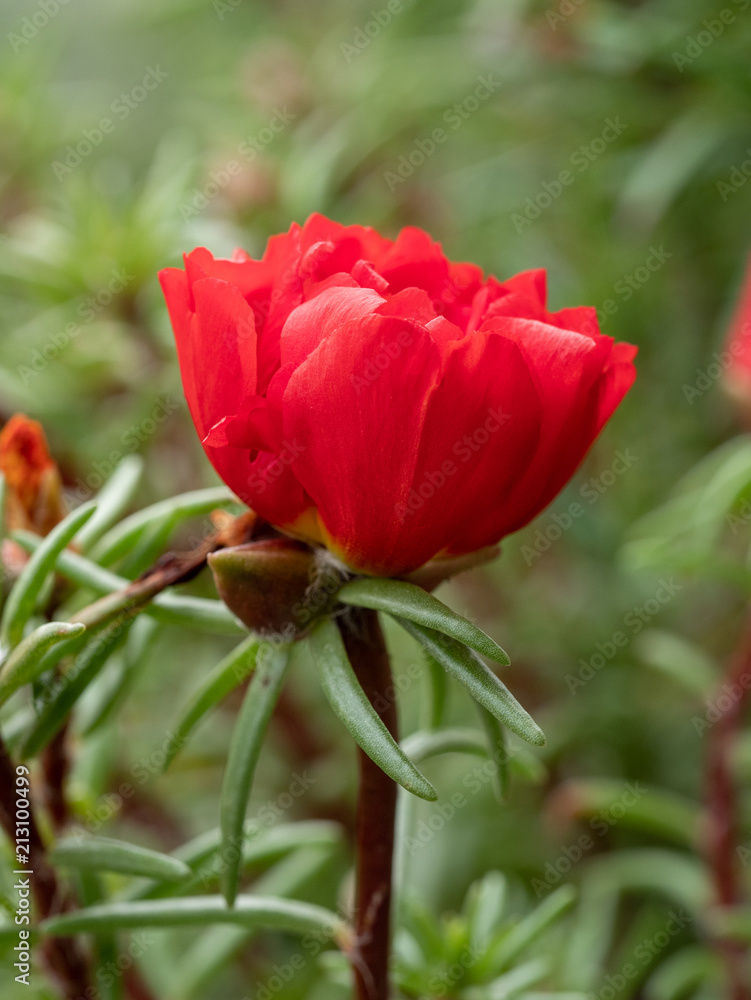 Close up view of Portulaca grandiflora in bloom Close up view of Portulaca grandiflora in bloom
