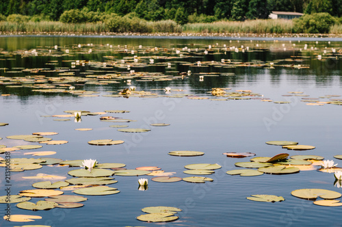 lake with water lilies