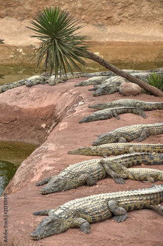 Nil crocodile