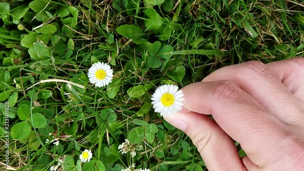 Female hand picking up yellow flower from grass in slow motion top view Female hand picking up yellow flower from grass in slow motion top view