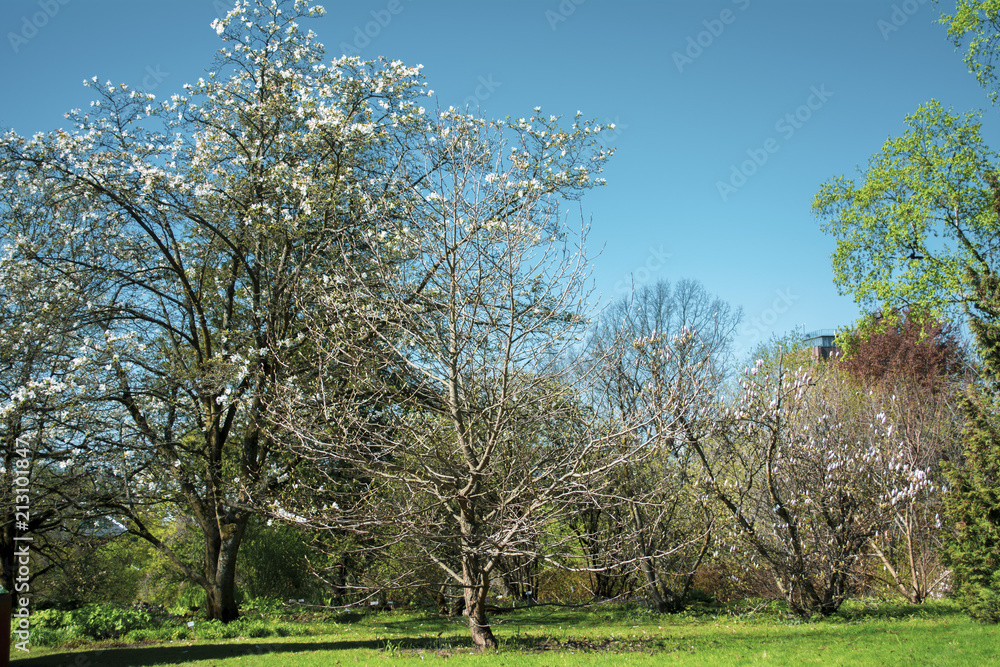 Obraz premium Parque primavera