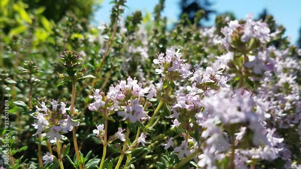 Spring flowers waves as blowing by wind in sunny blue sky Spring flowers waves as blowing by wind in sunny blue sky
