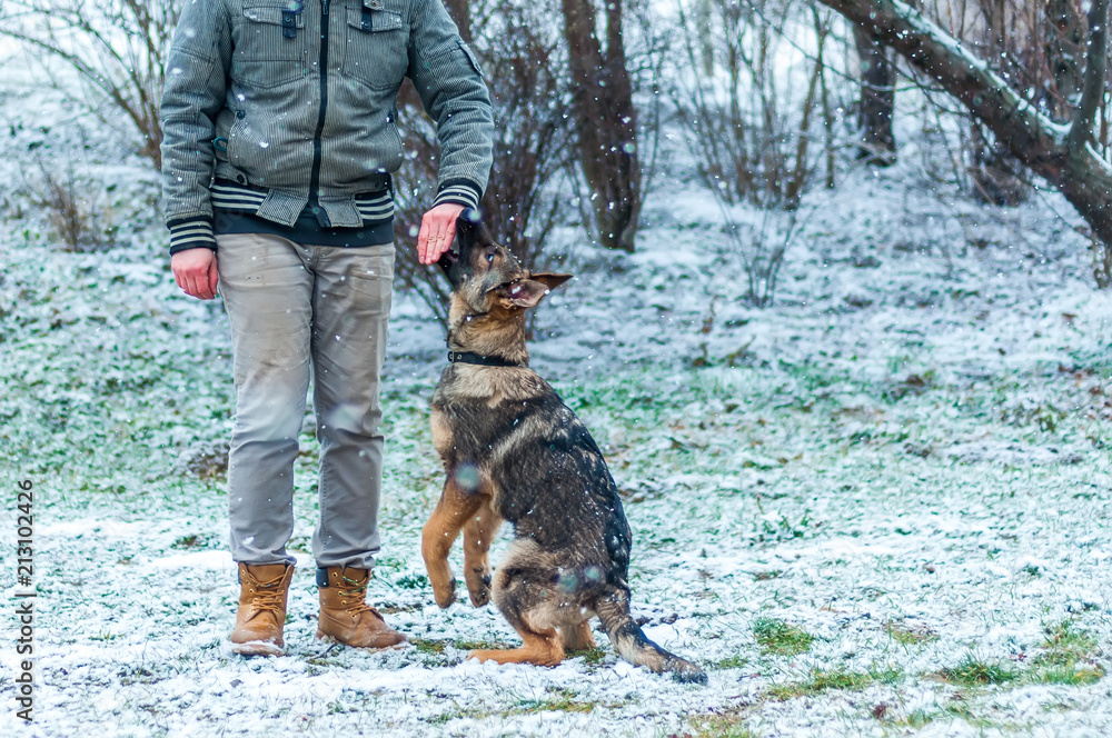 German shepherd puppy training at winter German shepherd puppy training at winter