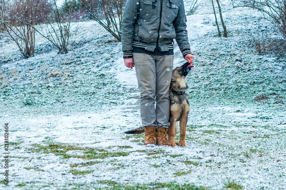 German shepherd puppy training at winter