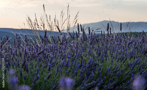 Lavender field close-up