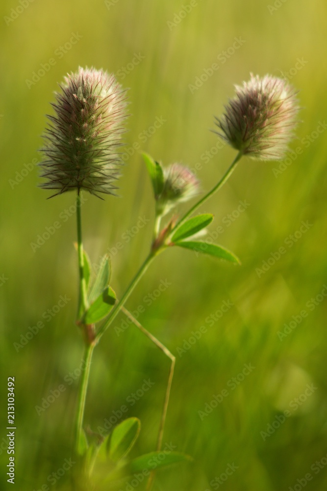 Carduus crispus is a summer field flower, abundant in the summer meadow. Carduus crispus is a summer field flower, abundant in the summer meadow.