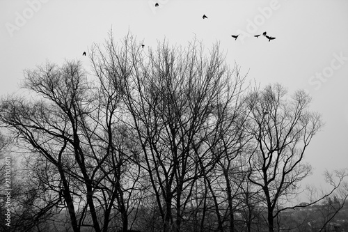 Birds are flying up to sky from trees. Black and white photo.