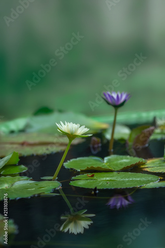 The background is the lotus leaf and lotus flower in a pond .