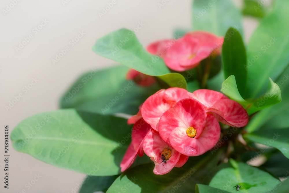 Crown of thorns or Christ Thorn flower - Euphorbia milli - pink color on green leaf.