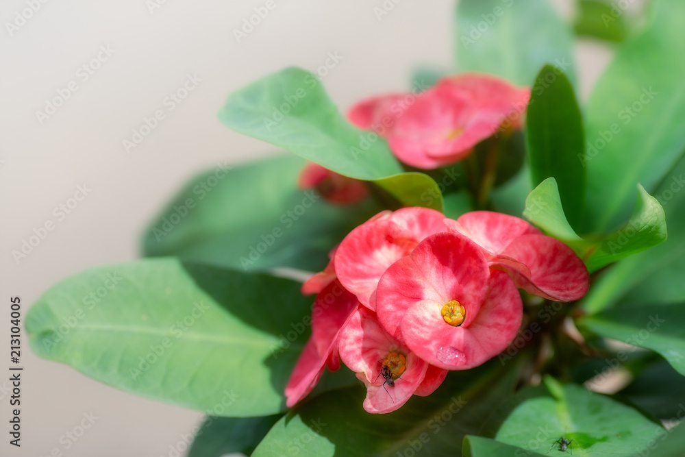 Crown of thorns or Christ Thorn flower - Euphorbia milli - pink color on green leaf. Crown of thorns or Christ Thorn flower - Euphorbia milli - pink color on green leaf.