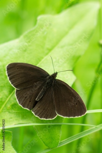 A brown white color butterfly sitting on a flower