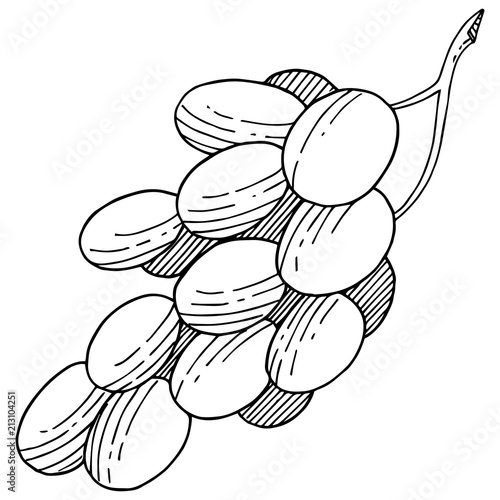Grape healthy food in a vector style isolated. Full name of the fruit: grape. Vector wild fruit for background, texture, wrapper pattern or menu.