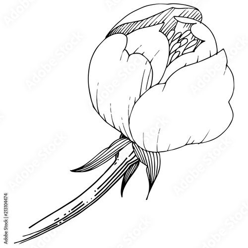 Wildflower peony in a vector style isolated. Full name of the plant: peony. Vector flower for background, texture, wrapper pattern, frame or border.