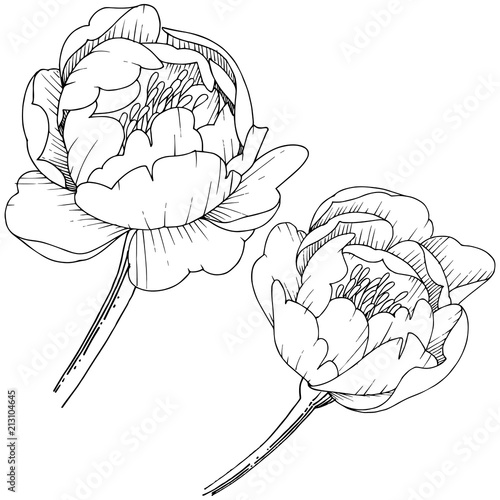 Wildflower peony in a vector style isolated. Full name of the plant: peony. Vector flower for background, texture, wrapper pattern, frame or border.