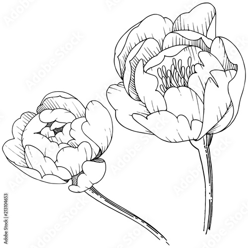 Wildflower peony in a vector style isolated. Full name of the plant: peony. Vector flower for background, texture, wrapper pattern, frame or border.