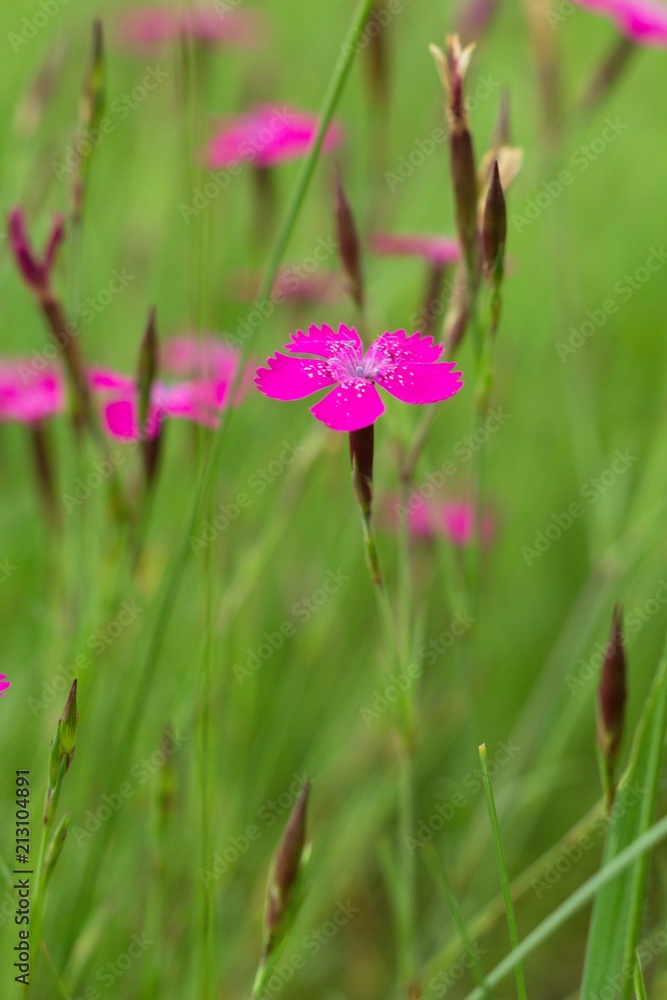 Spring flower forest Dianthus (Dianthus sylvaticus) is a perennial, herb legally protected Spring flower forest Dianthus (Dianthus sylvaticus) is a perennial, herb legally protected