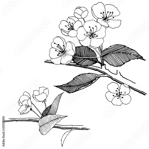 Apple flowers in a vector style isolated. Full name of the plant: apple flowers. Vector flower for background, texture, wrapper pattern, frame or border.