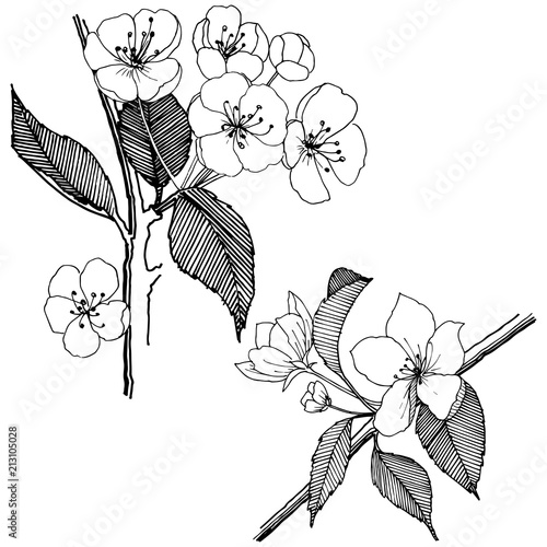 Apple flowers in a vector style isolated. Full name of the plant: apple flowers. Vector flower for background, texture, wrapper pattern, frame or border.