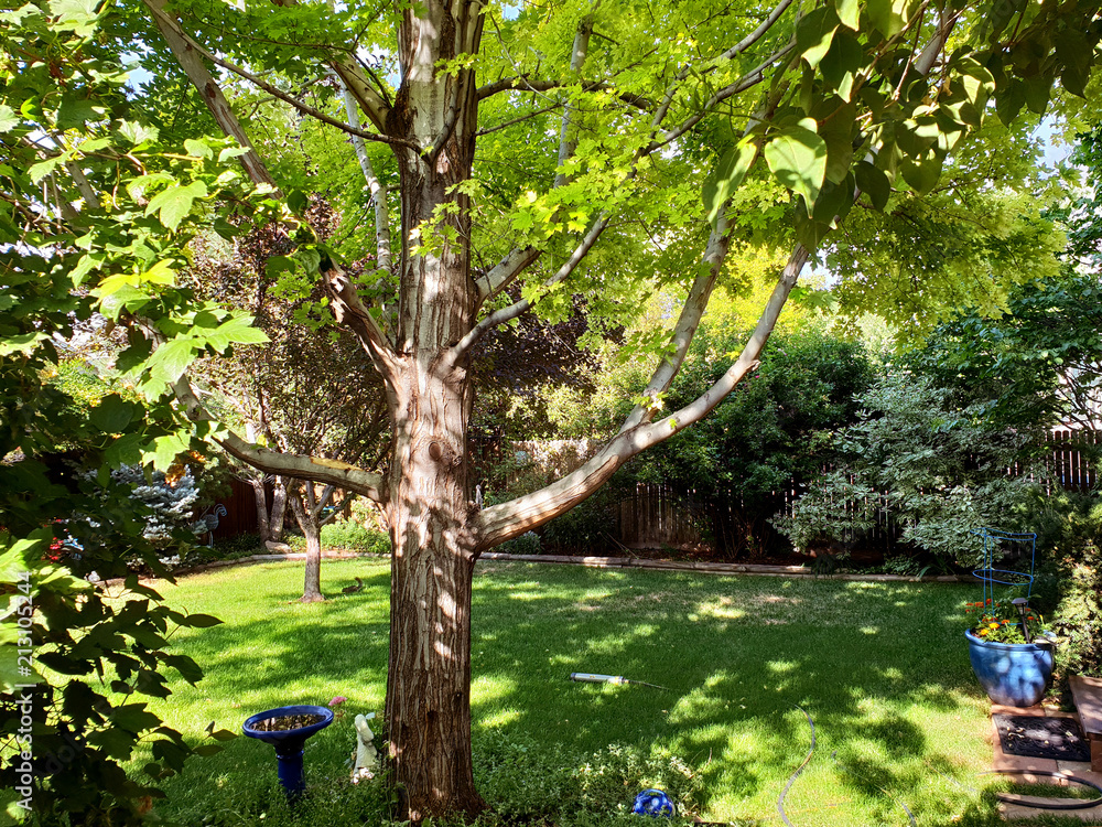 Fototapeta premium Shadowed Backyard