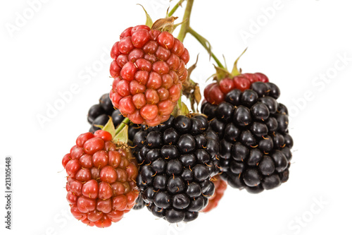 Wallpaper Mural Berries of blackberry, lat. Rubus fruticosus, isolated on white background Torontodigital.ca