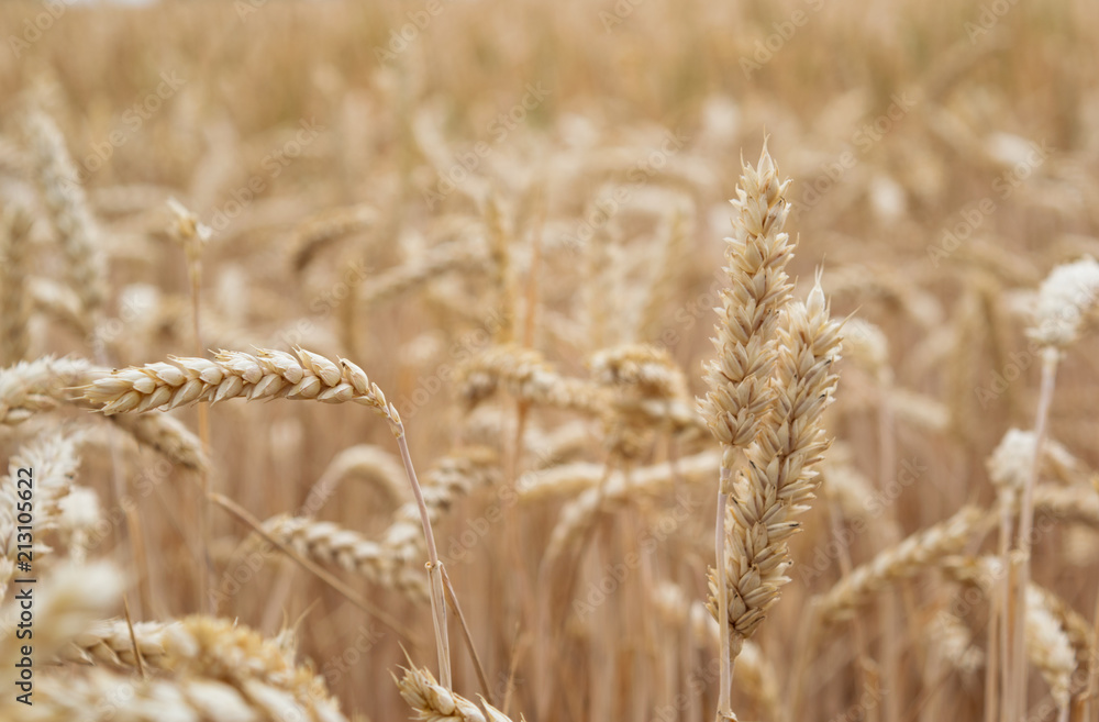 Fototapeta premium Erntereifes Weizenfeld