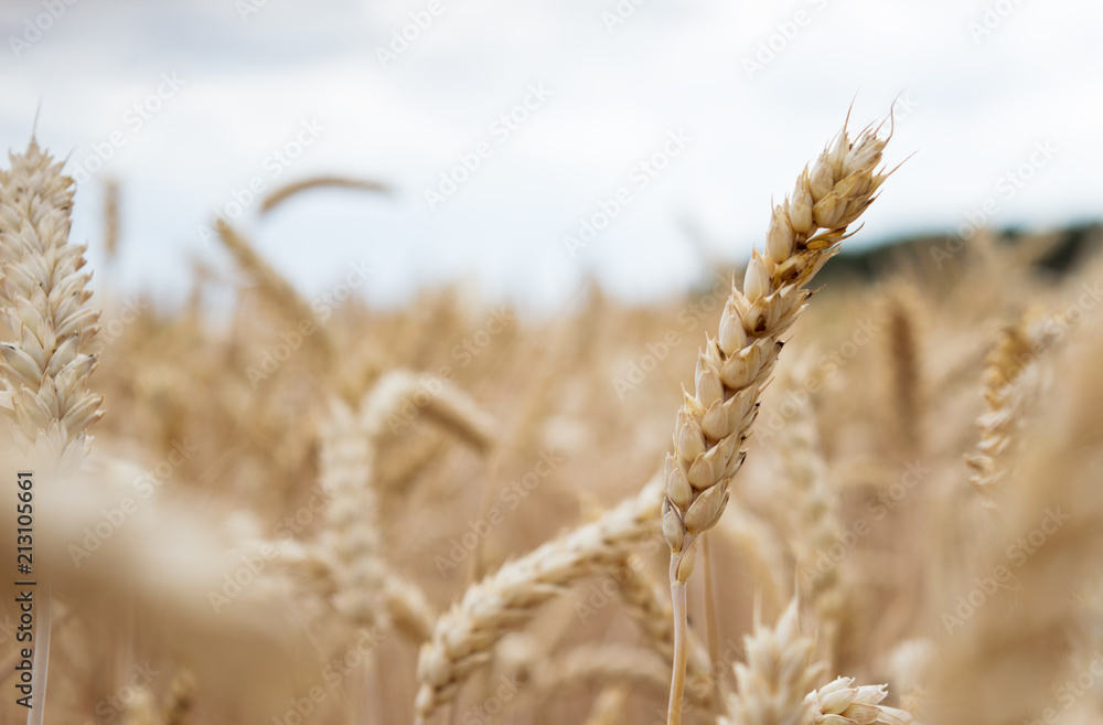 Fototapeta premium Erntereifes Weizenfeld