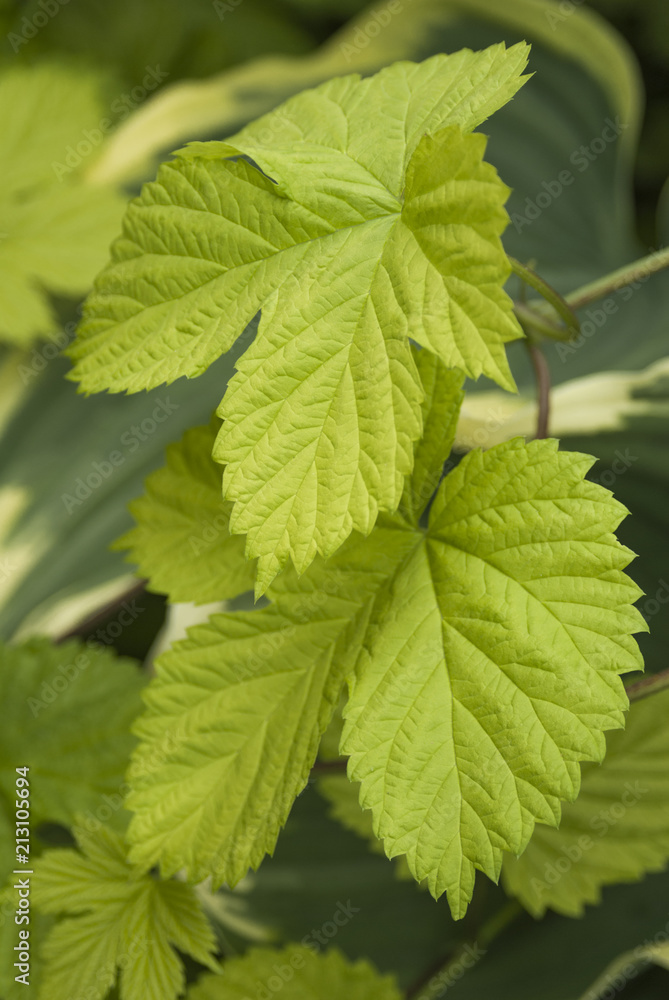 Intimate view of the yellow green leaves of a climbing plant gro Intimate view of the yellow green leaves of a climbing plant gro