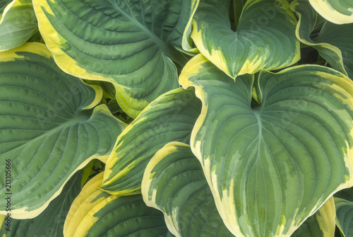 An intimate view of Green and yellow Variegated Hosta leaves in