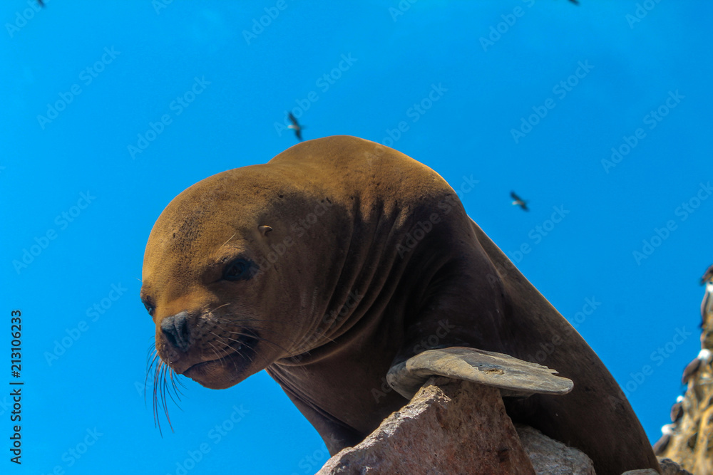 Obraz premium Seal