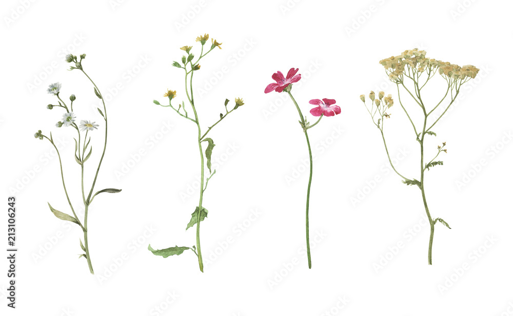 Set of watercolor summer flowers isolated on white background. Hand drawn illustration. Meadow plants. 