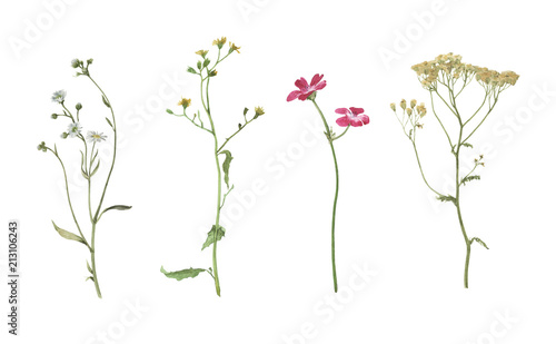 Fototapeta Naklejka Na Ścianę i Meble -  Set of watercolor summer flowers isolated on white background. Hand drawn illustration. Meadow plants. 
