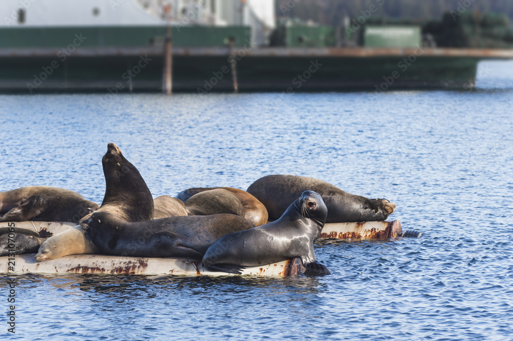 Fototapeta premium California Sea Lions at Fanny Bay in Baynes Sound, Eastern Vancouver Island, BC