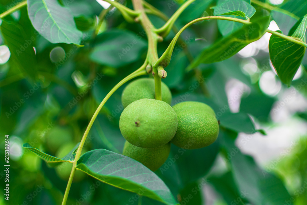 chestnut, Pinsk, Belarus