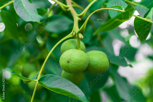 Wallpaper Mural chestnut, Pinsk, Belarus Torontodigital.ca