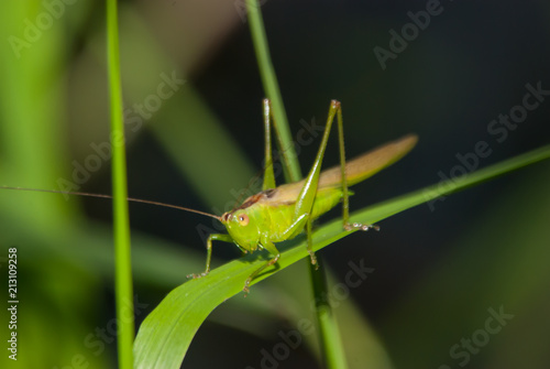 Grasshopper on Leaf © Kevin