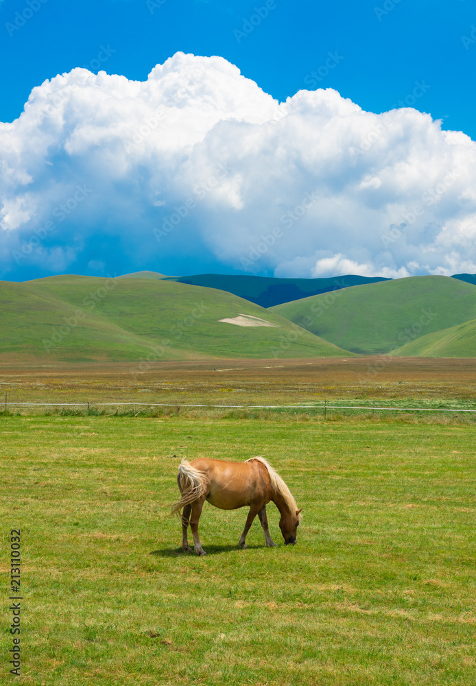 Castelluccio di Norcia, 2018 (Umbria, Italy) - The famous landscape flowering with many colors, in the highland of Sibillini Mountains, central Italy